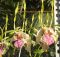 Anggrek Dendrobium Stratiotes