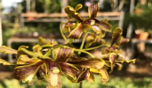  Anggrek  Dendrobium Kelompok Spatulata AAOrchid Kebun 