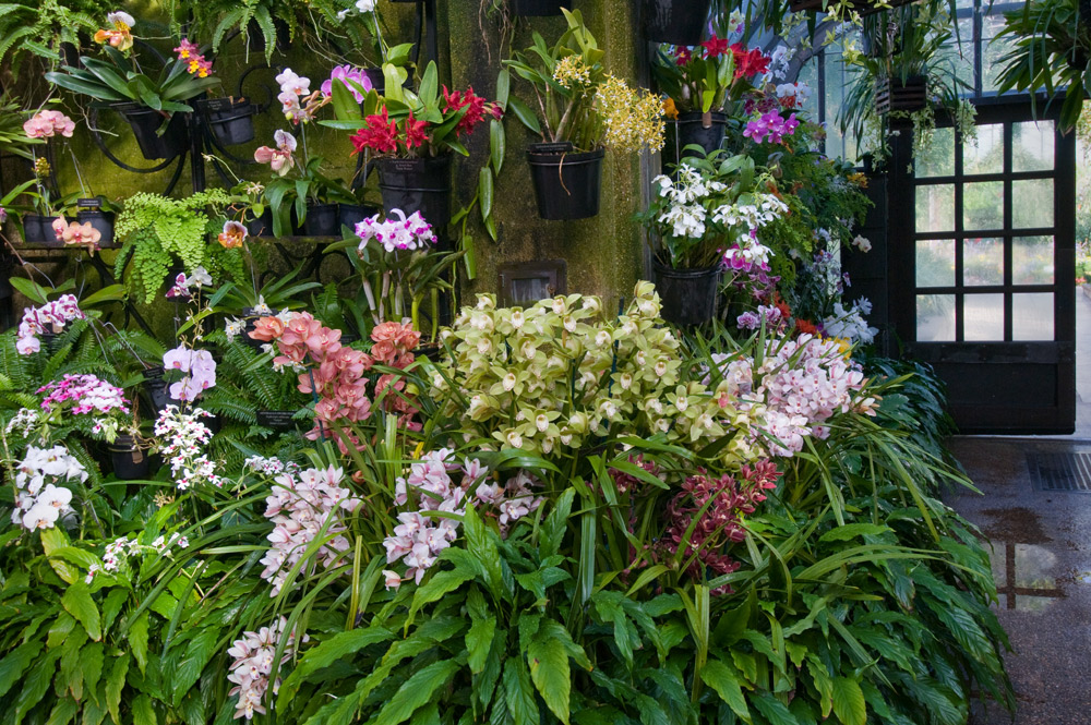 Yuk Hiasi Rumah Dengan Bunga Anggrek - AAOrchid | Kebun Bunga Anggrek