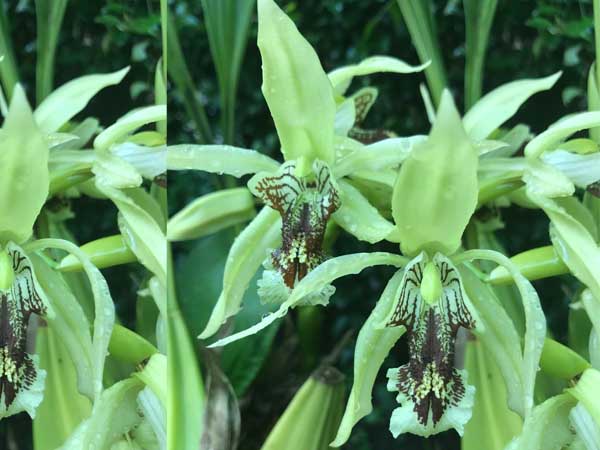 Bunga Anggrek Hitam Kalimantan Aaorchid Kebun Bunga Anggrek Rkebun Anggrek Di Rumah
