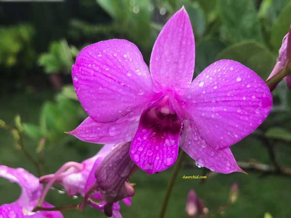  Anggrek  Dendrobium Larat  AAOrchid Kebun Bunga  Anggrek  